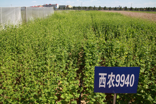 西农苦荞品种9940