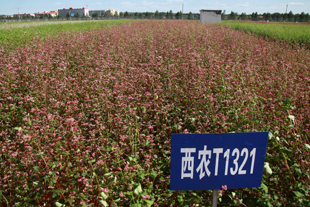 西农观赏品种T1321