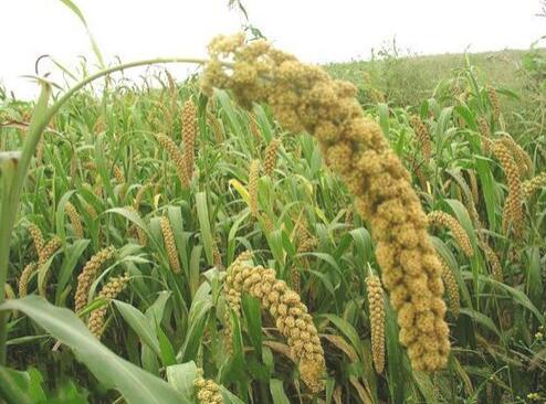 太和小米 :国家地理标志保护产品