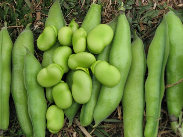 1545378265407595.jpeg 云南2009。03。20 121.jpg