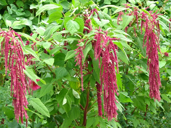 籽粒苋：黑龙江20080807 305.jpg