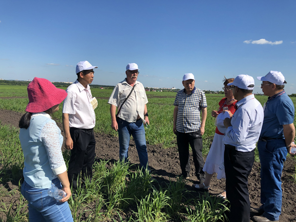 中国专家参观俄罗斯糜子育种试验.jpg