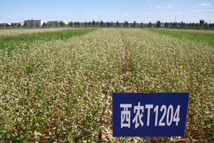 西农甜荞品种T1204.jpg