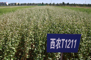 西农甜荞品种K1211.jpg