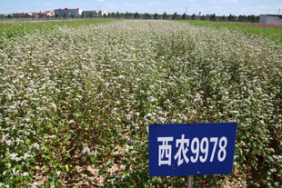 西农甜荞品种9978.jpg