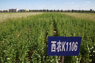 西农苦荞品种K1106.jpg