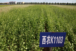 西农苦荞品种K1103.jpg