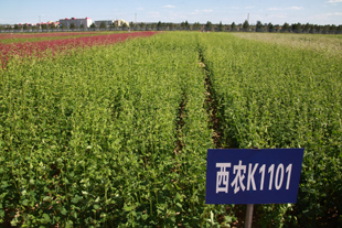 西农苦荞品种K1101.jpg