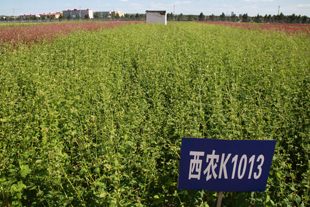 西农苦荞品种K1013.jpg