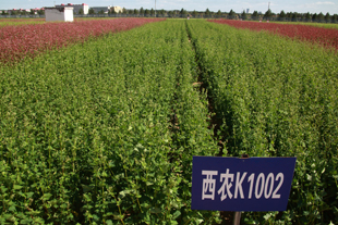 西农苦荞品种K1002.jpg