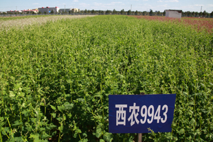 西农苦荞品种9943.jpg