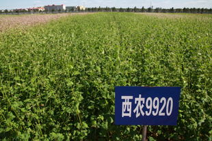 西农苦荞品种9920.jpg