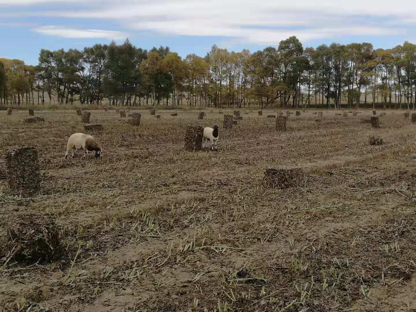 1584347748293207.jpeg 1584347748293207.jpeg