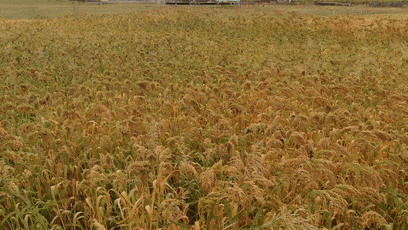 1699489934902210.png 图片 1.png